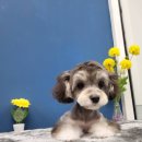 멍멍's 연구소 | 수원애견미용 멍멍S연구소 에서 배넷미용 했어요 : )