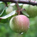 사과나무 이미지