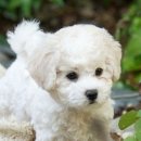 하얀강아지 이미지