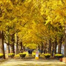 은행나무 이미지