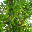 선암공원 이미지