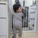 삼일공구볼트 | 루보 - 이지스윙 아기 안전문 추천 후기(유아 펜스 울타리 설치 가격 사용 리뷰, 일루와 아가드 비교)