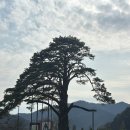충북 보은 속리산국립공원 보은 사찰 법주사 탐방 (주차,사진,세조길,정이품송)