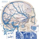 뇌의 면역학... Skull bone marrow channels 탐구!! 이미지