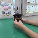 분양리더 | 목포애견분양 블랙탄장모치와와 후기