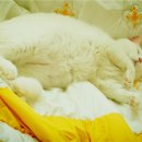 고양이의 하루 이미지