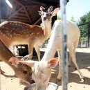 경보사슴 이미지