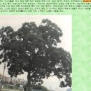 [이상한변호사우영우] 팽나무가 상징적인 이유(8화 스포) 이미지
