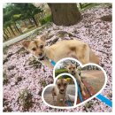 멍냥쁘띠끄 네이버블로그