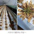 오션블루 이미지