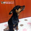 꽃순이PC 이미지