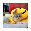 펫365 강아지분양 고양이분양 전주본점 | 전주 강아지분양 고민 끝 펫365에서 사랑스러운 래브라도 리트리버를 만난 후기^^