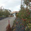 하늘재농장 이미지