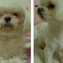 배불도기 이미지