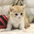 인천고양이분양 도레미캣 이미지