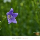 도라지경로당 이미지