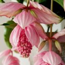 아쿠아폴리스 이미지