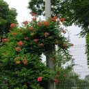 세미원 연꽃박물관 이미지