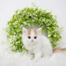 현풍농장 | 현풍고양이분양 윤리적인 환경에서 만난