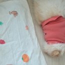 헬시 앤 비건 쿠킹 레시피 | 오늘 일상, 비건빵, 식품 판매 목록입니다. (밥대신 먹는 나라빵)