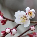 봄날 풍취(春日風趣). 서거정(徐居正), 권근(權近), 조식(曺植). 이미지
