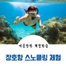정옥순농장 | 여름방학 체험학습 추천! 장호항 스노클링 체험 / 블루베리 농장 체험 / 365세이프타운 안전교육 체험