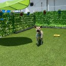 똘이랑쩡아 애견미용 이미지