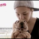 이리 이미지