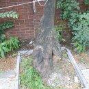 영천 약남리 회화나무 이미지