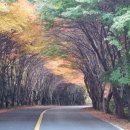 청산도 안단테 이미지