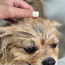 다대스파 이미지