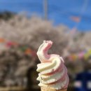 국수나무 춘천장학점 | 춘천 벚꽃명소 / 벚꽃드라이브 / 부귀리벚꽃축제 / 부귀리실시간 / 부귀리벚꽃개화