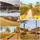 오월N장미 이미지