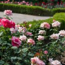 장자호수공원 장미원 이미지