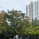 부천중앙공원 | 10월 12일 부천 중앙공원 나들이 요가 후기