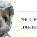 샤르망과자점
