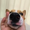 Skin 25 | 강아지 피부 각질 본아페티 SKIN CAPS 강아지 피부 영양제 후기