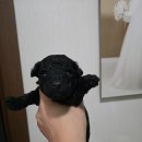 크러쉬 푸들 이미지