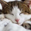 더힐링동물병원 이미지