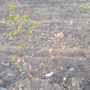 푸른 식물병원 이미지