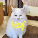 냥이 싸롱 이미지