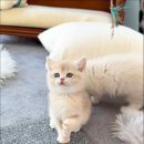 캣스토리 고양이분양 일산본점 이미지