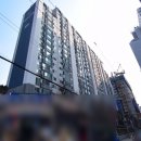 혜성꽃도매