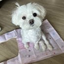 꺼내먹어요 - 양천구 | 내 취미는 스티커모으기 (아르센 6월 통판 구매후기)