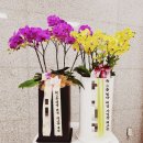 영전내 | 세종시 정부청사 꽃배달｜국세청·소방청·교육부 승진·영전 화분 당일배송!