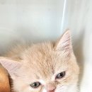 내강아지&내야옹이 이미지