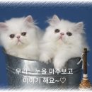 공감 Daum카페
