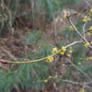 리사운드 보청기 이미지