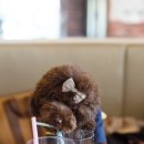 도그스101 이미지