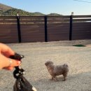 미나애견 | [경주] 강아지의, 강아지를 위한 펜션! <메리데이 애견펜션> 잔뜩 먹고 놀고 온 이용 후기입니다~